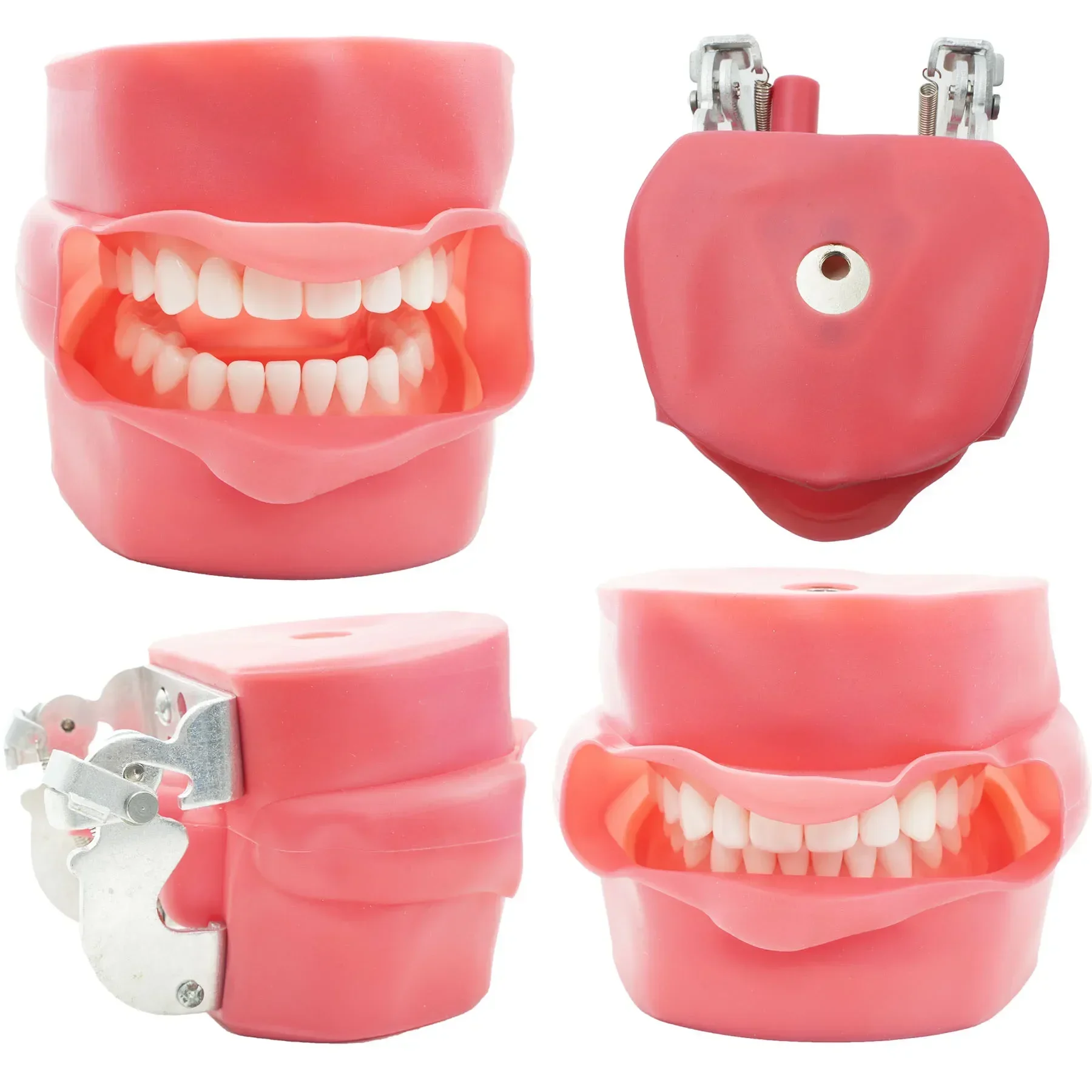 WELLCK Dental Model Practice Jaw Typodont Head Model